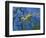 Close-Up of Leafy Sea Dragon-Hal Beral-Framed Photographic Print