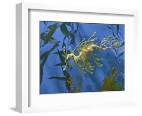 Close-Up of Leafy Sea Dragon-Hal Beral-Framed Photographic Print