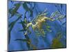 Close-Up of Leafy Sea Dragon-Hal Beral-Mounted Photographic Print