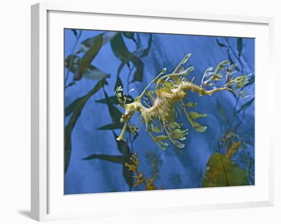 Close-Up of Leafy Sea Dragon-Hal Beral-Framed Photographic Print