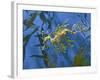 Close-Up of Leafy Sea Dragon-Hal Beral-Framed Photographic Print