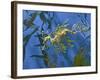 Close-Up of Leafy Sea Dragon-Hal Beral-Framed Photographic Print