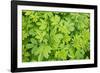 Close-up of Leafy Vegetation, New Brunswick, Canada-Ellen Anon-Framed Photographic Print