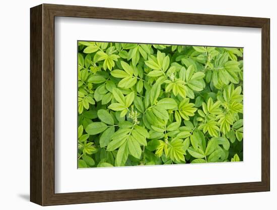 Close-up of Leafy Vegetation, New Brunswick, Canada-Ellen Anon-Framed Photographic Print