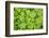 Close-up of Leafy Vegetation, New Brunswick, Canada-Ellen Anon-Framed Photographic Print