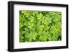 Close-up of Leafy Vegetation, New Brunswick, Canada-Ellen Anon-Framed Photographic Print