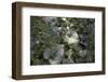 Close up of leaves and flowers-Richard Bryant-Framed Photo