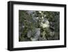 Close up of leaves and flowers-Richard Bryant-Framed Photo