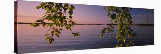 Close-Up of Leaves of a Birch Tree, Joutseno, Southern Finland, South Karelia, Finland-null-Stretched Canvas