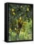 Close-Up of Lemon Tree, Denia, Spain, Europe-Jan Baldwin-Framed Stretched Canvas