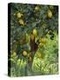 Close-Up of Lemon Tree, Denia, Spain, Europe-Jan Baldwin-Stretched Canvas