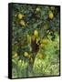 Close-Up of Lemon Tree, Denia, Spain, Europe-Jan Baldwin-Framed Stretched Canvas