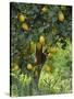 Close-Up of Lemon Tree, Denia, Spain, Europe-Jan Baldwin-Stretched Canvas