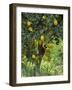 Close-Up of Lemon Tree, Denia, Spain, Europe-Jan Baldwin-Framed Photographic Print