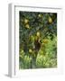 Close-Up of Lemon Tree, Denia, Spain, Europe-Jan Baldwin-Framed Photographic Print