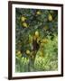 Close-Up of Lemon Tree, Denia, Spain, Europe-Jan Baldwin-Framed Photographic Print