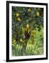 Close-Up of Lemon Tree, Denia, Spain, Europe-Jan Baldwin-Framed Photographic Print