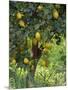 Close-Up of Lemon Tree, Denia, Spain, Europe-Jan Baldwin-Mounted Photographic Print