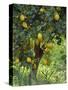 Close-Up of Lemon Tree, Denia, Spain, Europe-Jan Baldwin-Stretched Canvas