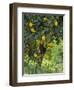 Close-Up of Lemon Tree, Denia, Spain, Europe-Jan Baldwin-Framed Photographic Print