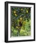 Close-Up of Lemon Tree, Denia, Spain, Europe-Jan Baldwin-Framed Photographic Print