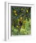 Close-Up of Lemon Tree, Denia, Spain, Europe-Jan Baldwin-Framed Photographic Print