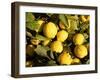 Close-Up of Lemons in the Market, Menton, Provence, Cote d'Azur, France-Sergio Pitamitz-Framed Photographic Print