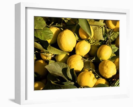 Close-Up of Lemons in the Market, Menton, Provence, Cote d'Azur, France-Sergio Pitamitz-Framed Photographic Print