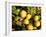 Close-Up of Lemons in the Market, Menton, Provence, Cote d'Azur, France-Sergio Pitamitz-Framed Photographic Print