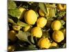 Close-Up of Lemons in the Market, Menton, Provence, Cote d'Azur, France-Sergio Pitamitz-Mounted Photographic Print