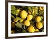 Close-Up of Lemons in the Market, Menton, Provence, Cote d'Azur, France-Sergio Pitamitz-Framed Photographic Print