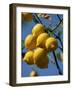 Close-up of Lemons on Tree, Spain-John Miller-Framed Photographic Print