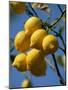 Close-up of Lemons on Tree, Spain-John Miller-Mounted Photographic Print