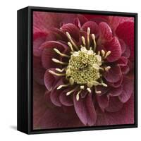 Close-Up of Lenten Rose-Clive Nichols-Framed Stretched Canvas