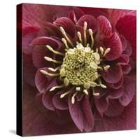 Close-Up of Lenten Rose-Clive Nichols-Stretched Canvas