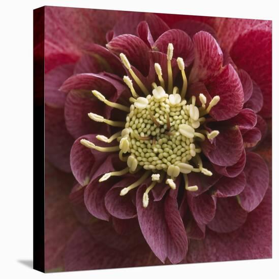 Close-Up of Lenten Rose-Clive Nichols-Stretched Canvas