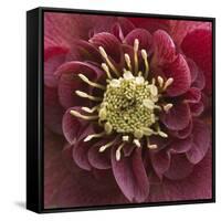 Close-Up of Lenten Rose-Clive Nichols-Framed Stretched Canvas