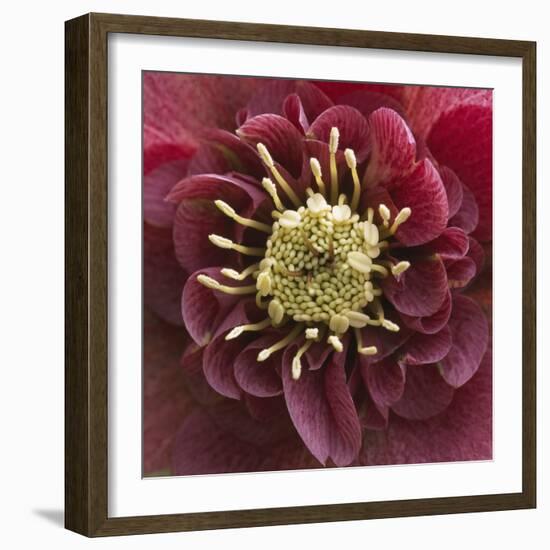 Close-Up of Lenten Rose-Clive Nichols-Framed Photographic Print