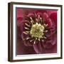 Close-Up of Lenten Rose-Clive Nichols-Framed Photographic Print