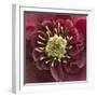 Close-Up of Lenten Rose-Clive Nichols-Framed Photographic Print