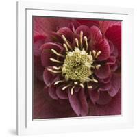 Close-Up of Lenten Rose-Clive Nichols-Framed Photographic Print