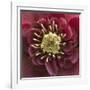 Close-Up of Lenten Rose-Clive Nichols-Framed Photographic Print