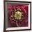 Close-Up of Lenten Rose-Clive Nichols-Framed Photographic Print