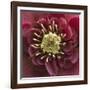 Close-Up of Lenten Rose-Clive Nichols-Framed Photographic Print