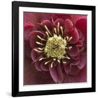 Close-Up of Lenten Rose-Clive Nichols-Framed Photographic Print