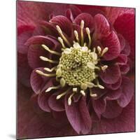 Close-Up of Lenten Rose-Clive Nichols-Mounted Photographic Print