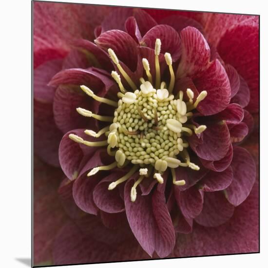 Close-Up of Lenten Rose-Clive Nichols-Mounted Photographic Print