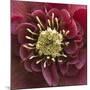 Close-Up of Lenten Rose-Clive Nichols-Mounted Photographic Print