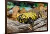 Close-up of Leopard gecko (Eublepharis macularius) in forest-null-Framed Photographic Print