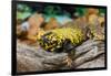 Close-up of Leopard gecko (Eublepharis macularius) in forest-null-Framed Photographic Print